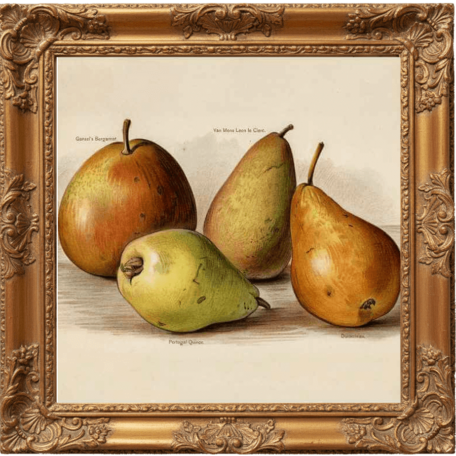 ANJOU PEAR fragrance oil - 2 oz, image size:900x900