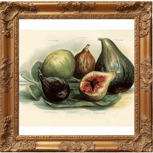 GREEN FIG & BLACK CURRANT fragrance oil