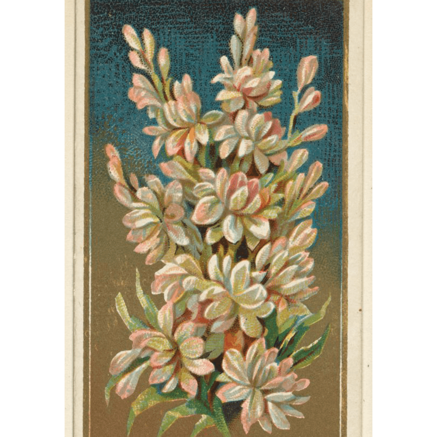 TUBEROSE BY ANY OTHER NAME