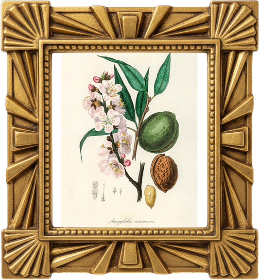 Illustration of almond blossom, green almond fruit, and nuts on a light background.