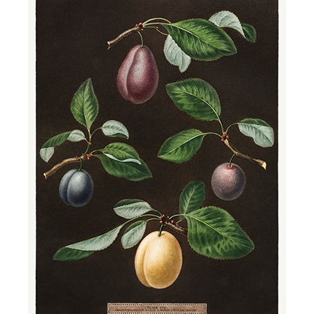 WILD PLUM & CASHMERE