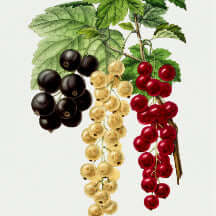 BLACKBERRIES & ROSE PETALS