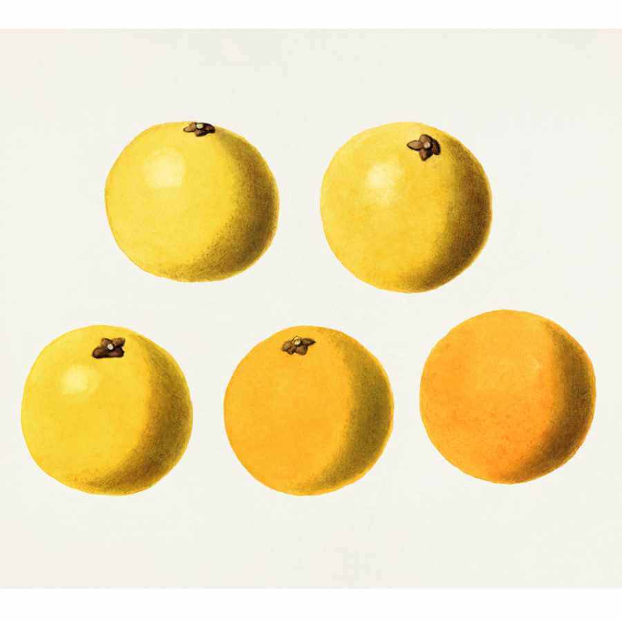 SPARKLING BERGAMOT