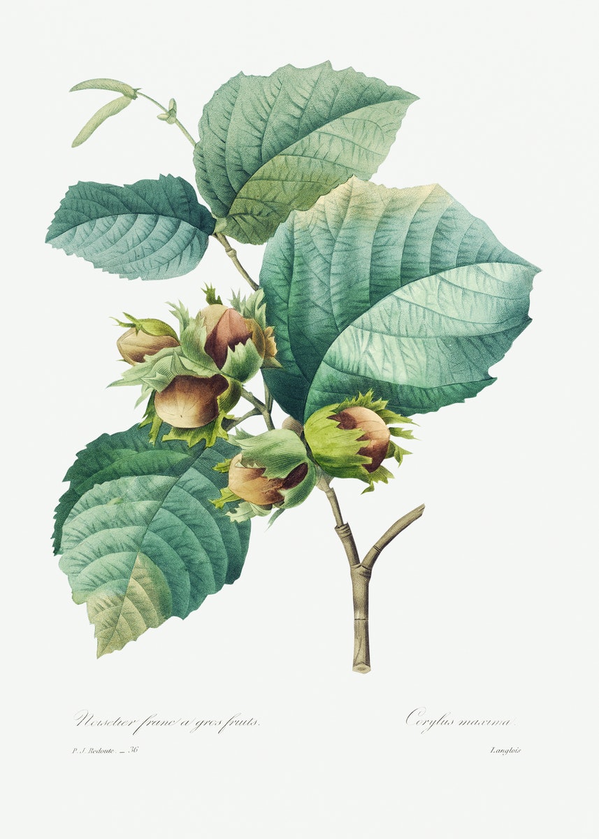 TOASTED HAZELNUT AND FALL LEAVES