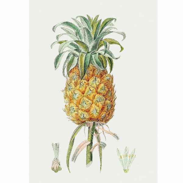 PINEAPPLE LANAI