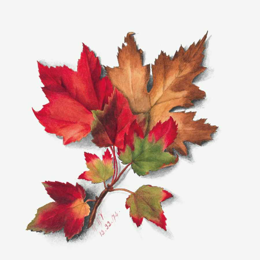 GOLDEN MAPLE CREAM