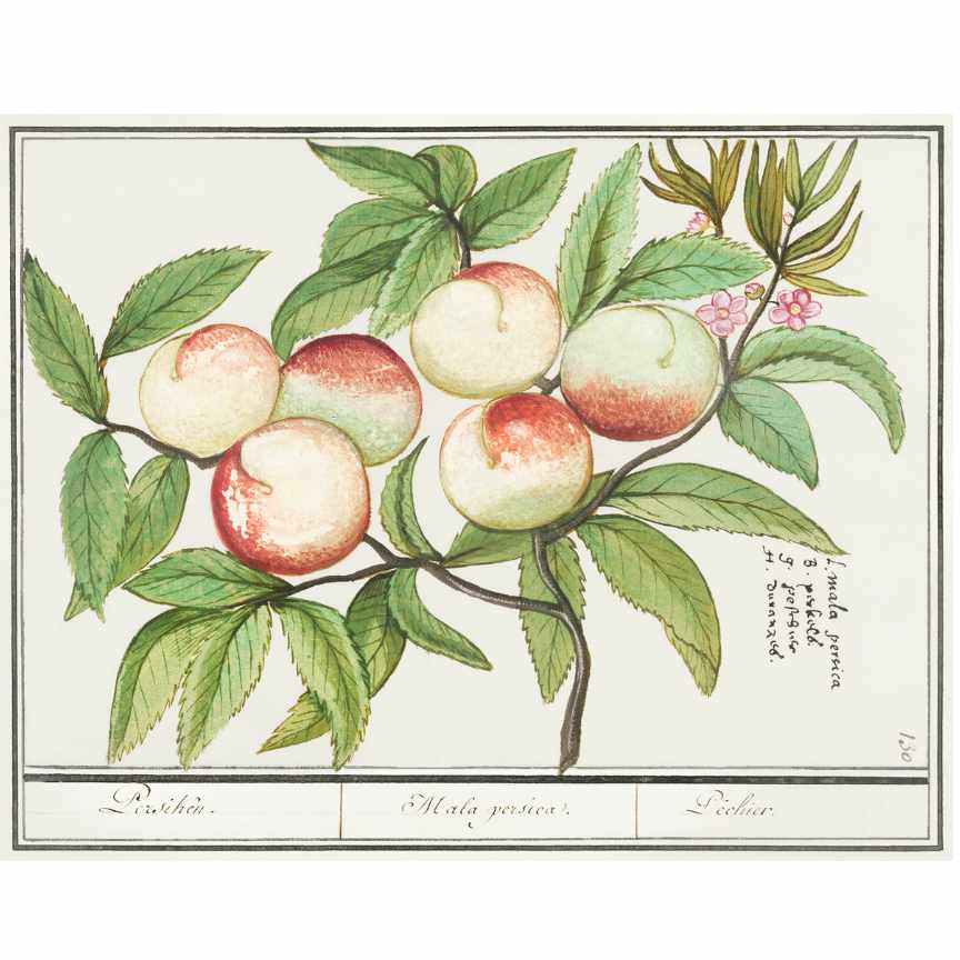 NECTARINE BLOSSOM & HONEY TYPE