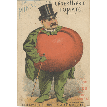 TOMATO VINE