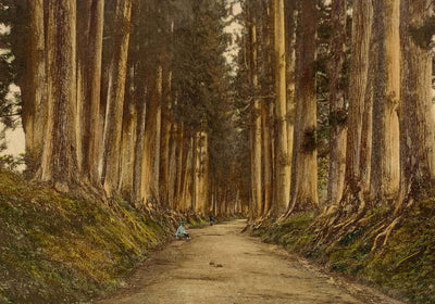 The Path Less Traveled