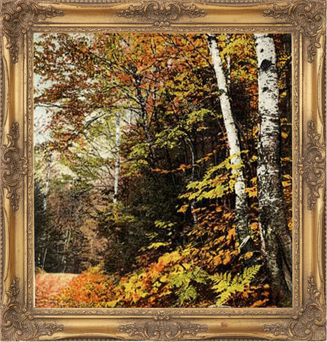 Vibrant autumn landscape featuring colorful leaves and birch trees in a serene forest setting.