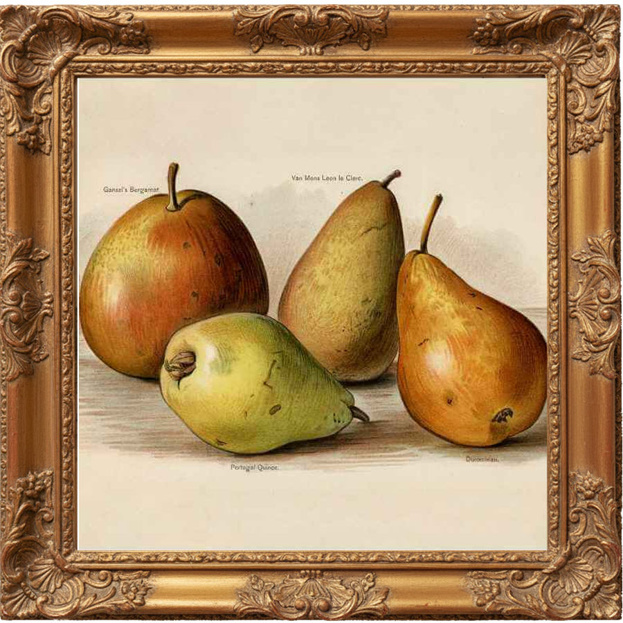 ANJOU PEAR fragrance oil