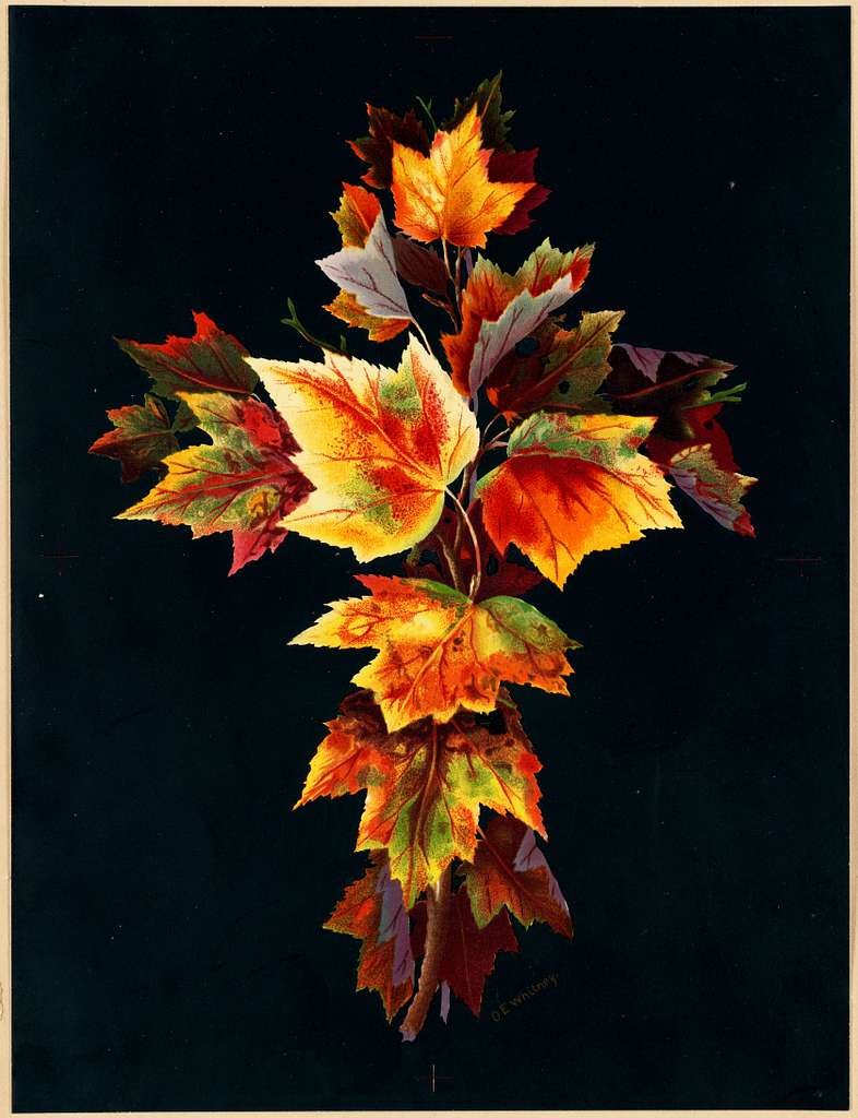 A vertical arrangement of colorful autumn maple leaves in shades of orange, yellow, red, and green, set against a solid black background with a thin beige border.