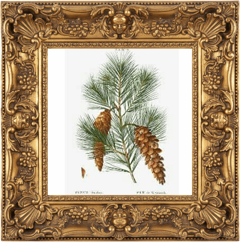 BADLANDS fragrance oil