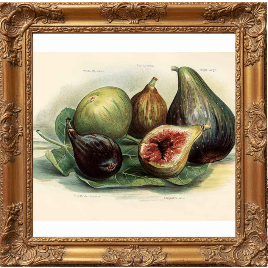 GREEN FIG & BLACK CURRANT fragrance oil