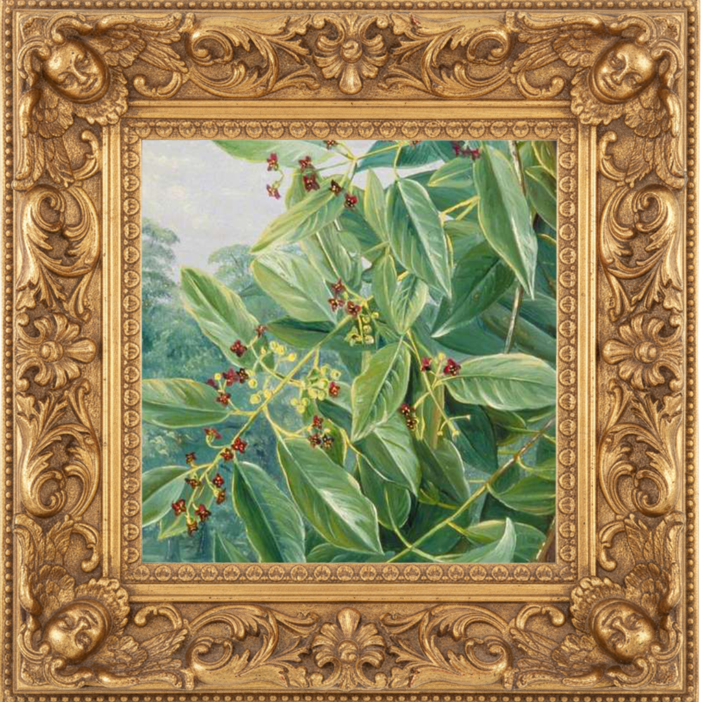 SANTAL ROYALE fragrance oil