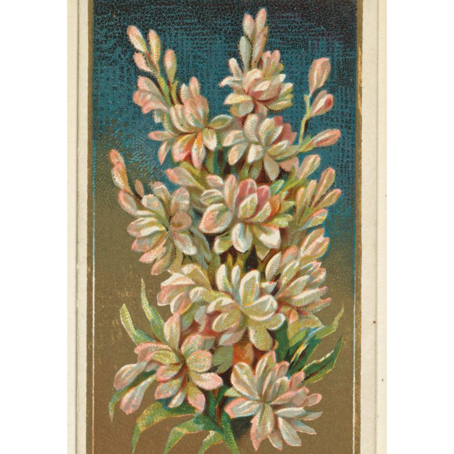 TUBEROSE BY ANY OTHER NAME