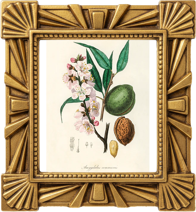 Illustration of almond blossom, green almond fruit, and nuts on a light background.