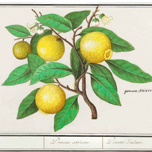 LEMON GROVE